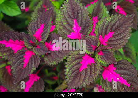 Schöne Blätter, mehrfarbige Blätter rosa, lila und grüne Farbe Blätter wachsen Im Garten Stockfoto