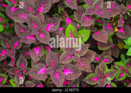 Schöne Blätter, mehrfarbige Blätter rosa, lila und grüne Farbe Blätter wachsen Im Garten Stockfoto