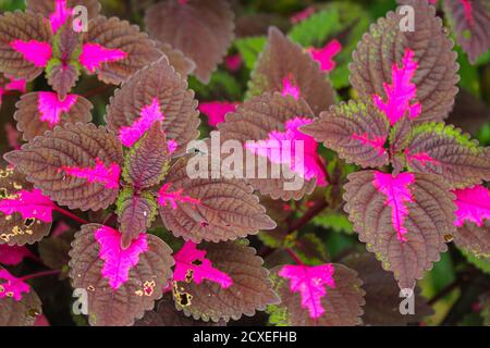 Schöne Blätter, mehrfarbige Blätter rosa, lila und grüne Farbe Blätter wachsen Im Garten Stockfoto