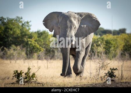 Junger Elefantenbulle, der in Savuti in Botswana zur Kamera läuft Stockfoto