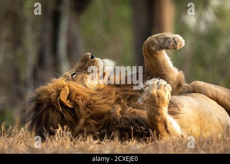 Männlicher Löwe mit einer großen Mähne auf dem Rücken Mit den Pfoten, die sich im Kruger Park in Südafrika ausruhen Stockfoto