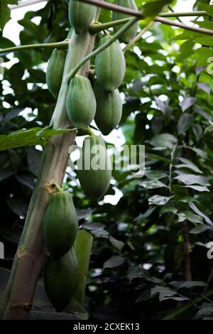 Unreife Papaya Früchte Baum in Gartenhose, close-up, Landwirtschaft Konzept, gesunde Ernährung Konzept Stockfoto