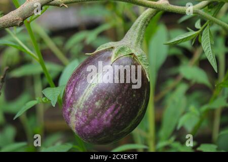 Lila Aubergine auf einem Baum im Garten, laos Menschen lieber Gemüse im Garten Pflanzen Stockfoto