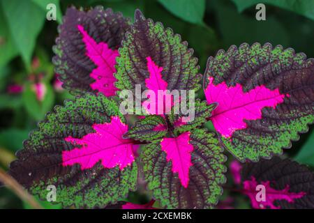 Schöne Blätter, mehrfarbige Blätter rosa, lila und grüne Farbe Blätter wachsen Im Garten Stockfoto