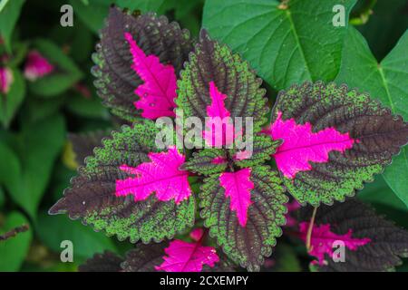 Schöne Blätter, mehrfarbige Blätter rosa, lila und grüne Farbe Blätter wachsen Im Garten Stockfoto