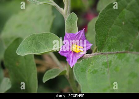 Aubergine Blume, Lila Aubergine Blume im Garten Landwirtschaft Blume Bild Stockfoto
