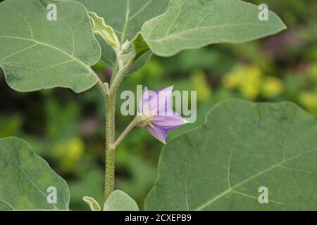 Aubergine Blume, Lila Aubergine Blume im Garten Landwirtschaft Blume Bild Stockfoto