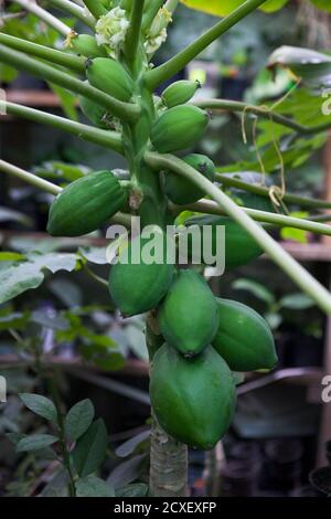 Unreife Papaya Früchte Baum in Gartenhose, close-up, Landwirtschaft Konzept, gesunde Ernährung Konzept Stockfoto