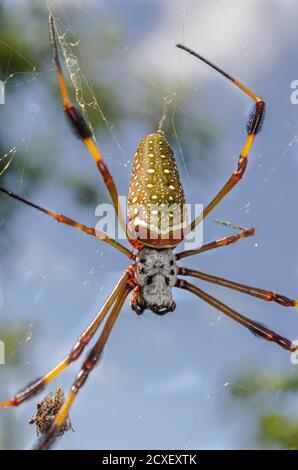 Nephila Clovipes Spider Body Stockfoto