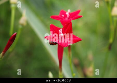 Wunderschöne Marienkäfer ruht auf einer Grasblume, verwischen Hintergrundbild Stockfoto