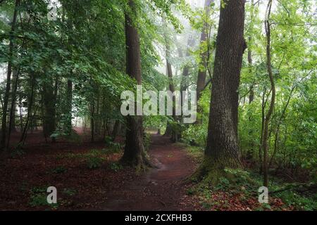 Juni-Morgendämmerung, nebliger Morgen im Wald, Pfad zwischen den Bäumen, Landschaft mit Eichen Stockfoto