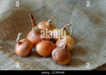 Eine Gruppe roher brauner Birnen auf dem Sack. Echtes Bauerngemüse in einer Schale mit Schmutz und Staub. Anbau von Gemüse. Landwirtschaftliche Erzeugnisse Stockfoto