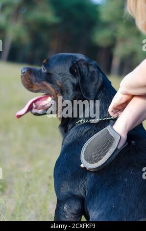 Pflege für Hund Rottweiler Rasse. Kämmen aus dem Fell EINES Hundes - Erwachsene Frau Kämmen ihres Hundes Pelz im Freien. Kämmen und massieren Sie die Haut des Haustieres mit einem s Stockfoto