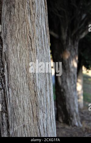 Rinde Nahaufnahme eines großen Zypressenbaumes und einige andere In einer Reihe in verschwommenem Hintergrund in der Toskana Landschaft in Montalcino Stockfoto