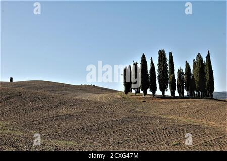 Toskanische Landschaft im Val d'Orcia UNESCO-Website mit einem kleinen Zypressen Wald und ein weiterer isoliert weit auf dem Hügel In der Ferne Stockfoto