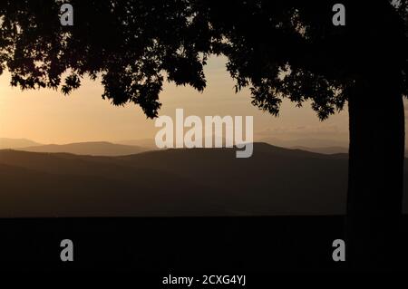 Panoramablick auf die toskanische Landschaft von Montalcino Dorf in der Sonnenuntergangslicht und eine große Baumsilhouette im Vordergrund Stockfoto