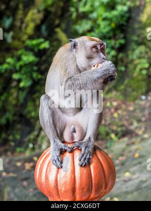 Süßer langschwänziger Makaken-Affe sitzt und isst auf der farbenfrohen Treppe am Hindu-Tempel in den Batu-Höhlen, Kuala Lumpur, Malaysia, Asien Stockfoto