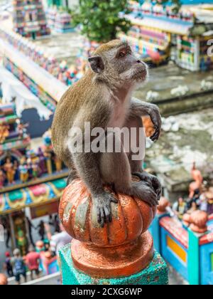 Süßer langschwänziger Makaken (Macaca fascicularis) Affe sitzt auf der bunten Treppe am Hindu-Tempel in den Batu-Höhlen, Kuala Lumpur, Malaysia, Asien Stockfoto