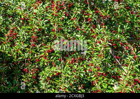 Beeren von reifen saftigen Kirschen hängen in Büscheln an Zweigen. Stockfoto