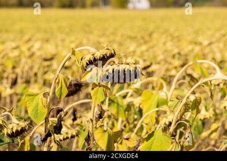 Feld von reifen Sonnenblumen vor der Erntezeit Stockfoto