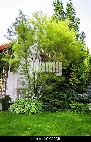 Dekorative immergrüne Bäume für den Garten- und Landschaftsbau