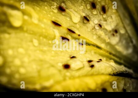 Regentropfen auf den Blütenblättern der gelben Gartenblumen aus der Nähe als Abstraktion. Stockfoto