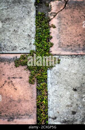 Rissige alte Betonpflaster Platten eines Gartenweges. Stockfoto