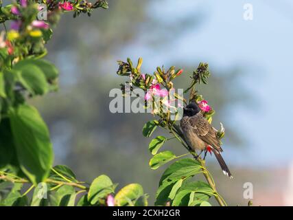 Red vented bulbul Stockfoto