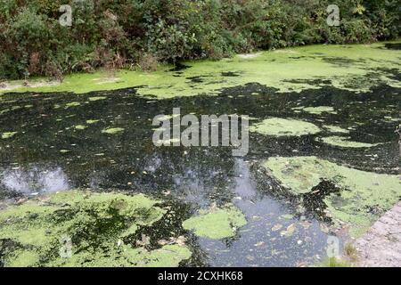 Chesterfield Canal an einem trüben und bewölkten Septembertag Stockfoto