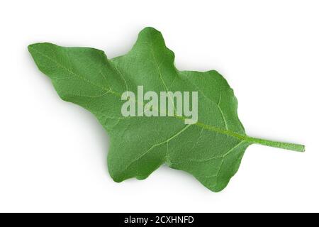 Auberginen-Blatt isoliert auf weißem Hintergrund mit Clipping-Pfad und volle Schärfentiefe. Draufsicht. Flach liegend Stockfoto