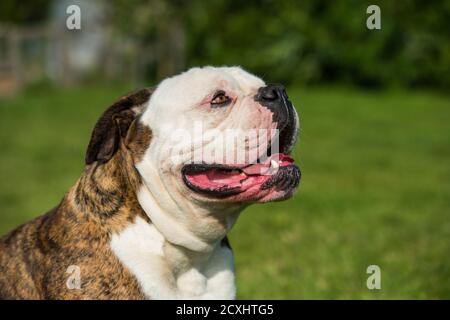 Brindle Mantel American Bulldog Hund Porträt draußen Stockfoto