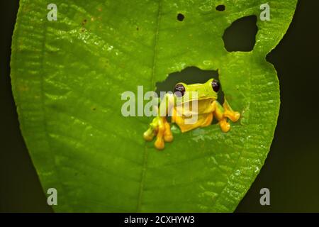 Der gleitende Baumfrosch (Agalychnis spurrelli) ist eine Froschart aus der Familie der Phyllomedusidae. Sie ist in Kolumbien, Costa Rica, Ecuador und Panama zu finden. Stockfoto