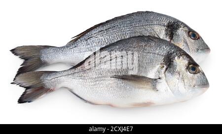 Fisch dorado isoliert auf weißem Hintergrund mit Clipping-Pfad und volle Schärfentiefe. Stockfoto