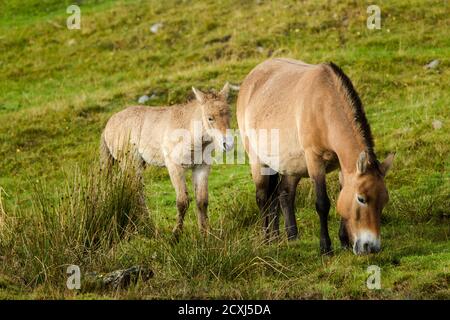 Eine Stute und Fohlen Przewalskis Pferd (Equus przewalskii) oder (Equus ferus przewalskii), auch das mongolische Wildpferd oder Dzungarian Pferd genannt, ist ein r Stockfoto