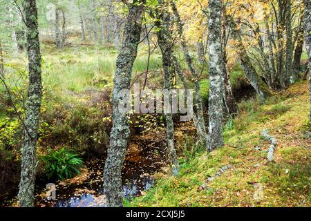 Kleiner Bach in einem Birkenwald mit torfig gefärbtem Wasser Und gefallene Blätter im Laufe des Herbstes Stockfoto