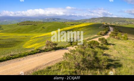 Ruhige Landschaft mit Feldweg und Busch in den sanften Hügeln des Val d'Orcia Toskana, Italien, April. Stockfoto