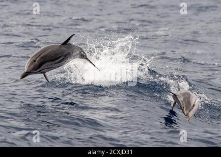 Baby glücklich gestreiften Delphin springen außerhalb des Meeres bei Sonnenuntergang Mit Mutter Stockfoto