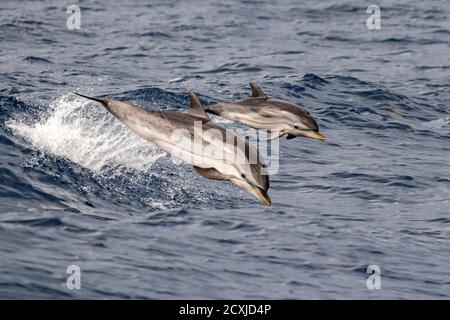 Baby glücklich gestreiften Delphin springen außerhalb des Meeres bei Sonnenuntergang Mit Mutter Stockfoto