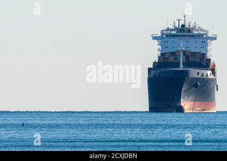 orca Killerwal in der Nähe Containerschiff im mittelmeer Genua, Italien aus Island Stockfoto