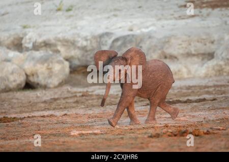 Elefantenkalb marschiert im Flussbett in rosa Sonnenuntergangslicht In Chobe River in Botswana Stockfoto