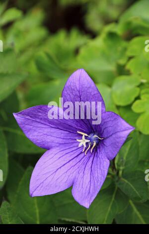 Ballonblume, Platycodon Grandiflorus Stockfoto