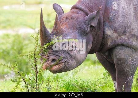 Schwarzes Nashorn oder Hakennashorn, Diceros bicornis, Nahaufnahme des Gesichts, gefährdete Tiere. Etosha Nationalpark, Namibia Stockfoto