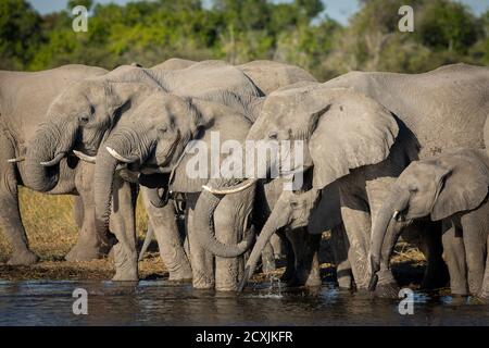 Elefanten stehen im seichten Wasser trinken in Moremi, Okavango Delta in Botswana Stockfoto