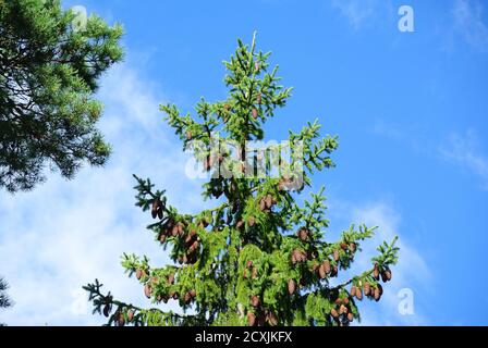 kirkkonummi Camping, Finnland Stockfoto