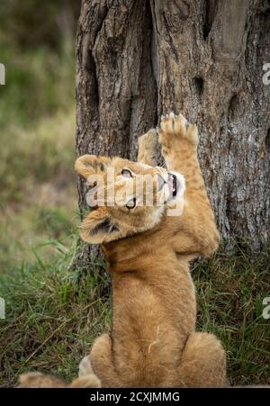 Löwenjunge mit seinen Pfoten, die auf einem Baum ruhen Blick zurück auf die Kamera in einer komischen Pose in Masai Mara in Kenia Stockfoto