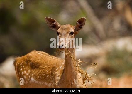 Weibliche mesopotamische Damhirsche (Dama Mesopotamica) Bilder aus dem Monat in Israel Carmel Wald im August Stockfoto