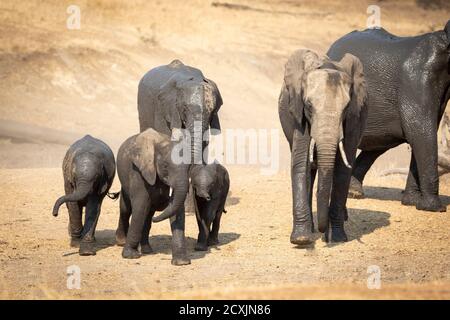 Elefanten mit nassem Schlamm bedeckt, wandern im trockenen Flussbett Im Kruger Park in Südafrika Stockfoto