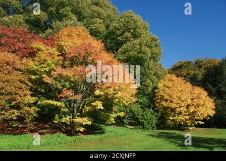Herbstfarben im Batsford Arboretum, Cotswolds, Großbritannien Stockfoto