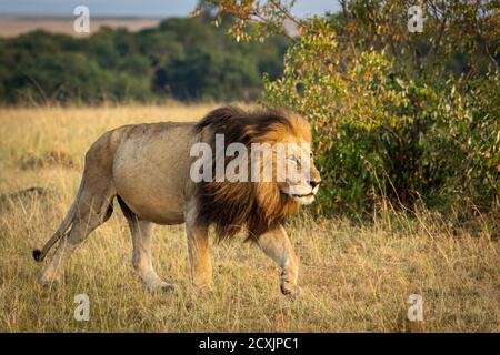 Männlicher Löwe, der in Richtung Sonnenaufgang in Masai Mara in Kenia geht Stockfoto