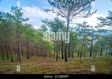 Wald in Mount ULAP, Benquet, Philippinen Stockfoto